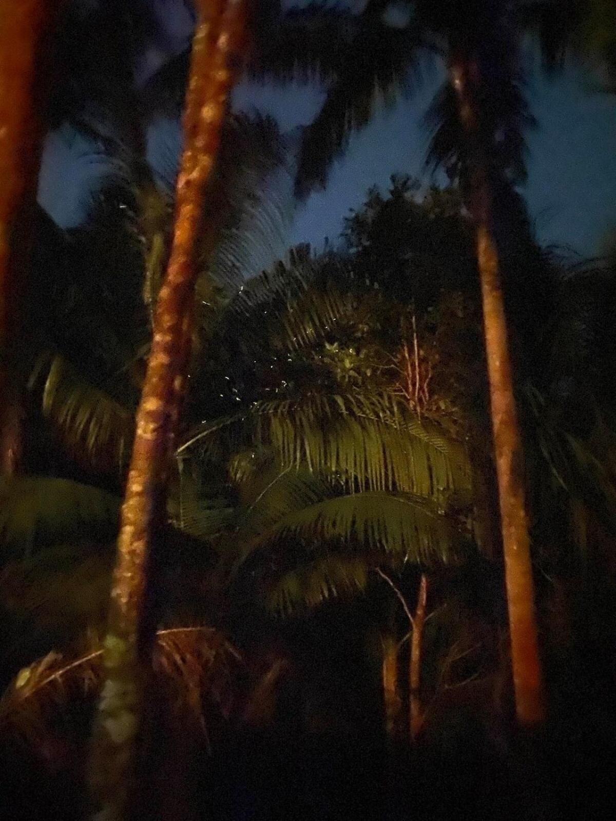فندق Firefly Treehouse Cafe And Bar Lazi المظهر الخارجي الصورة