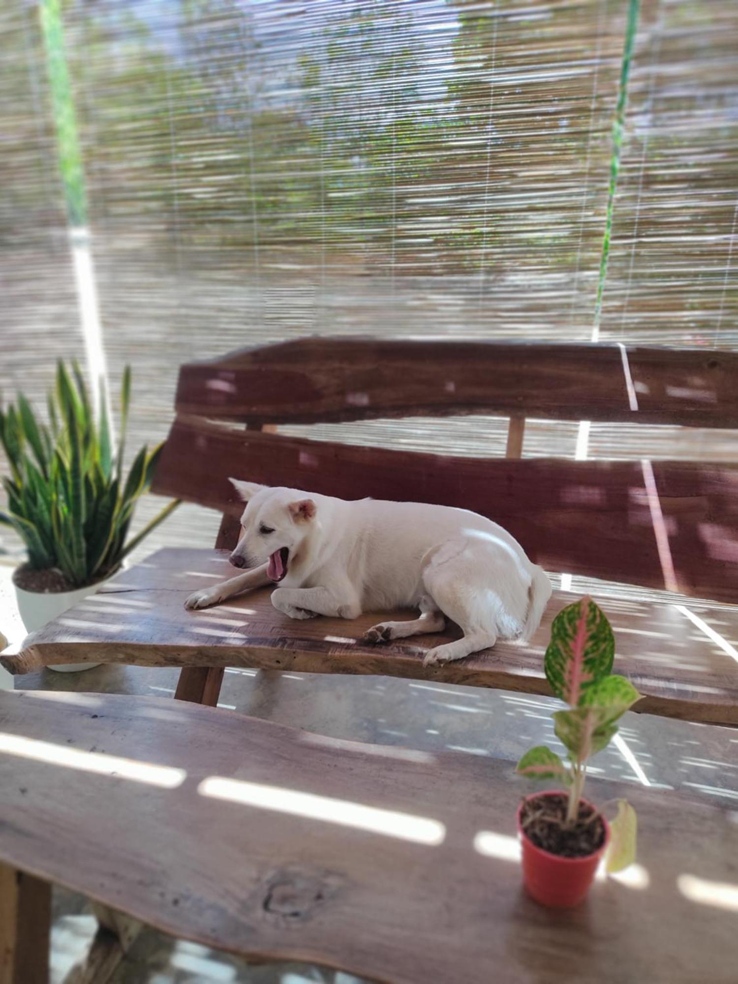فندق Firefly Treehouse Cafe And Bar Lazi المظهر الخارجي الصورة